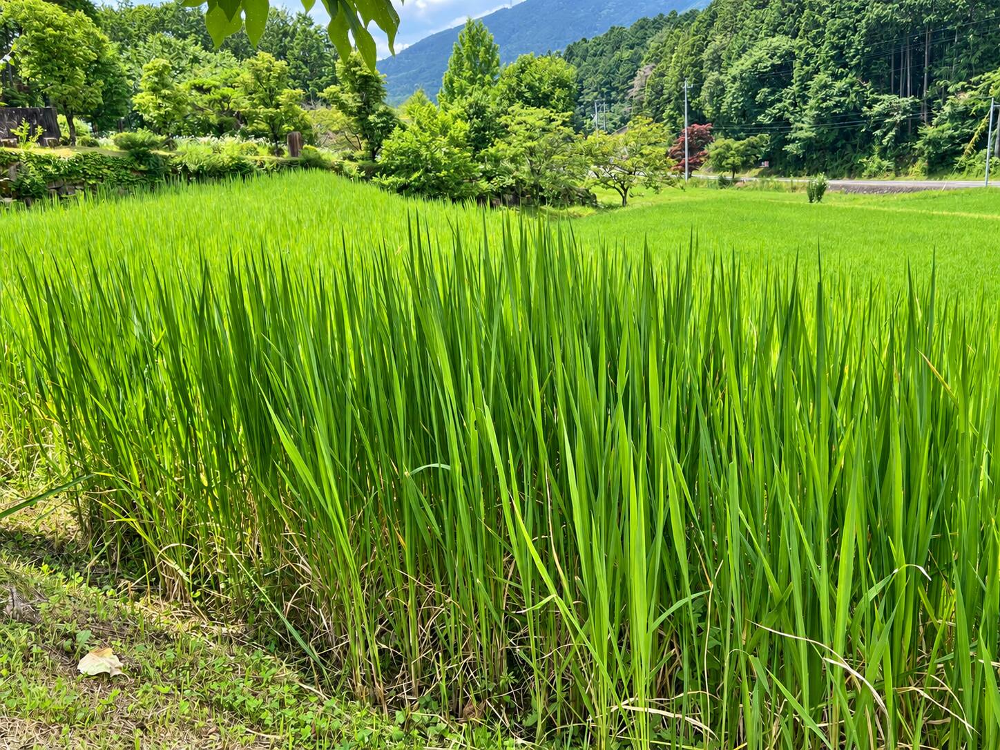 真菰の栽培